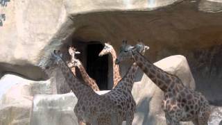 Thérèse Brenet : Bestiaire  2 . La Girafe du Zoo