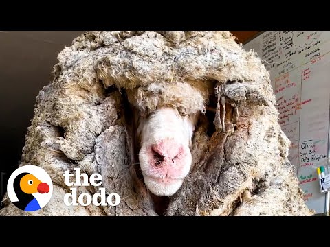 , title : 'Sheep Covered In 80 Pounds Of Wool Makes Most Amazing Transformation  | The Dodo Faith = Restored'