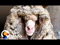 Sheep Covered In 80 Pounds Of Wool Makes Most Amazing Transformation  | The Dodo Faith = Restored - The Dodo Sheep Covered In 80 Pounds Of Wool Makes Most Amazing Transformation  | The Dodo Faith = Restored