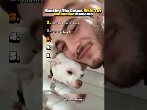 Niki The Chihuahua Being Cute #ranking #cute #chihuahua #dog #niki