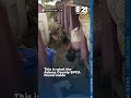 Alleged Bestiality Bus Moves SPCA Reveals Man Videotaped Sex With Pony 3 Dogs And Bird Euthanized