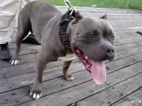 "JAX" TAIWAN PITBULL