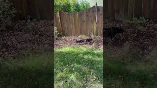 Video preview image #1 Chihuahua Puppy For Sale in Cary, NC, USA