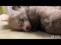 Red Panda Cub Starting To Open Her Eyes- Toronto Zoo