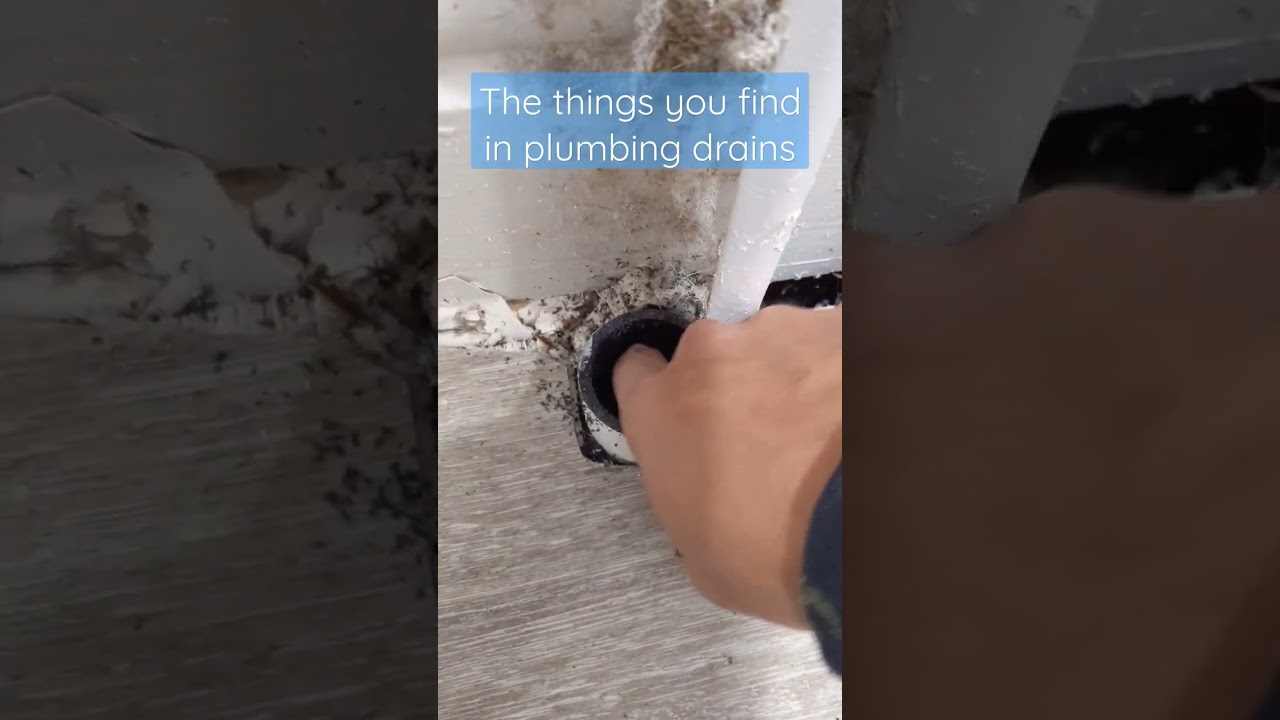 Laundry drain is backing up, the things you find in drains.