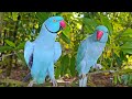 Blue Parrot Talking Natural Sounds