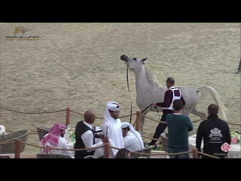N 133 REEMA AL NASSER   22nd Qatar National 2019   Yearling Fillies Class 3C