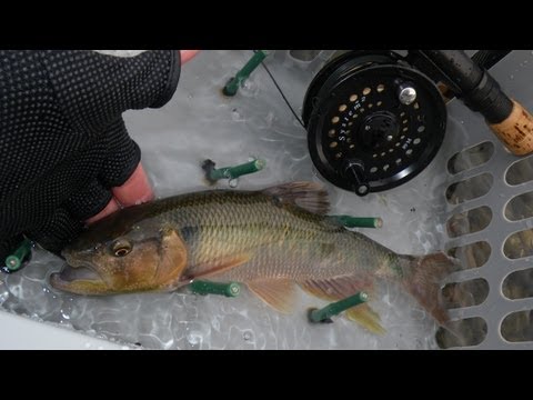 Fishing for Ketabasu[Three-lips] on Streamer in Biwa Lake, Japan