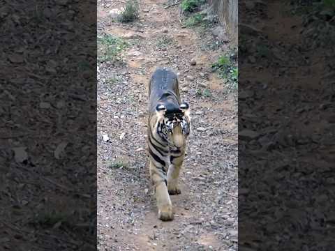 Black Tiger || Rare melanistic Tiger spotted in Odisha #shorts #wildlife #nature  #viral #trending