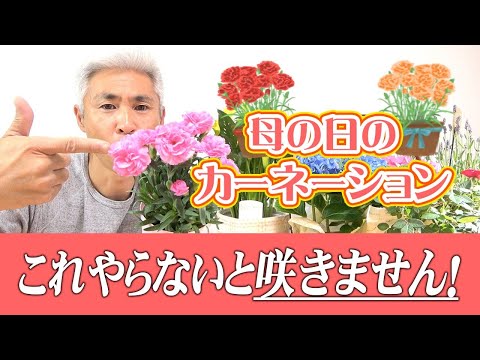 カルトゥジオのカーネーション 植物