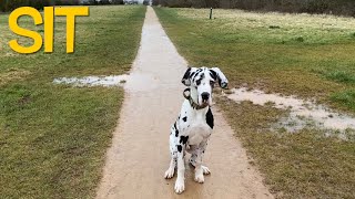 Basic commands for a Great Dane || Training Loki the Great Dane