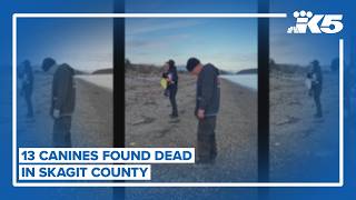 At least 13 'canines' found dead in Skagit County