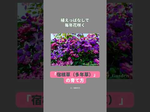 雪の中で咲く花は何ですか?美しい冬に咲く10種  庭園