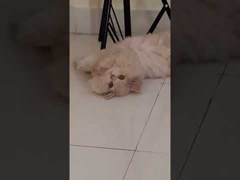 introducing kiddo the cat#cats#persiancat