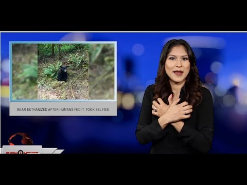 Bear euthanized after humans fed it, took selfies (ASL - 6.19.19)