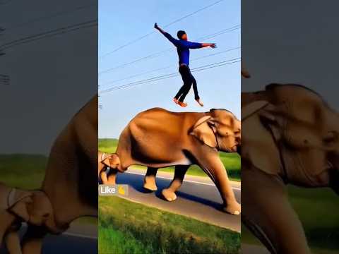 elephant video 📸#elephant #elephante #hathi #gajraj #animals #funny