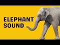 Elephant Sound Trumpet
