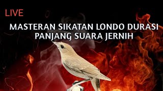 Download lagu MASTERAN SUARA BURUNG SIKATAN LONDO DURASI PANJANG SUARA JERNIH mp3