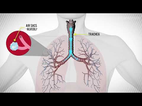 What Happens During an Asthma Attack?