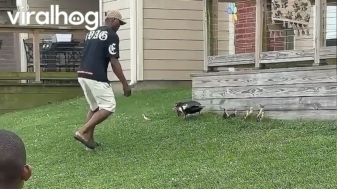 A Mother Duck Chasing My Husband || ViralHog