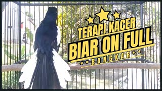 Download lagu Suara Burung Kacer Bikin Lawan Emosi Gacor, Pancingan Kacer Agar Cepat Emosi Gacor mp3 Download lagu Suara Burung Kacer Bikin Lawan Emosi Gacor, Pancingan Kacer Agar Cepat Emosi Gacor mp3