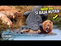 Singa Nekat Masuk Sarang Buaya Endingnya Singa Jadi Begini Pertarungan Hewan Liar