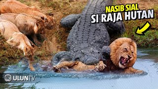 Download lagu Singa Nekat Masuk sarang Buaya, Endingnya Singa jadi begini | Pertarungan Hewan Liar mp3