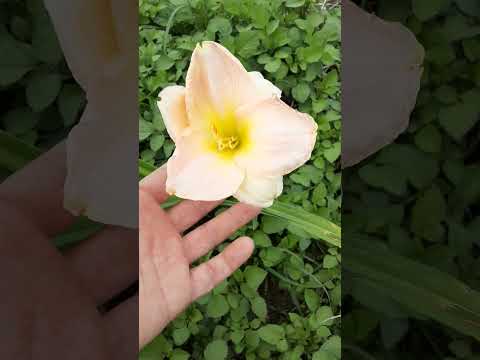 園芸 シトリン ヘメロカリス