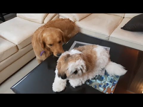 CUTEST GUESTS IN OUR HOSTEL | REYANSH PET PARADISE