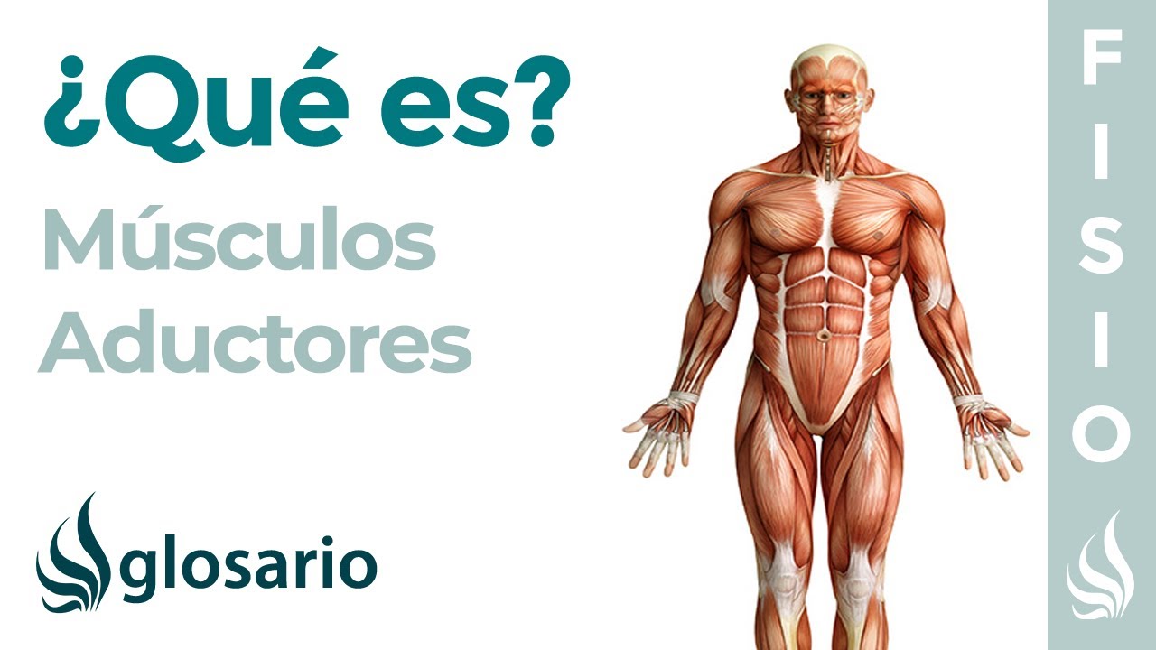 Músculos ADUCTORES de CADERA | Qué son, ejercicios, origen, inserción y función