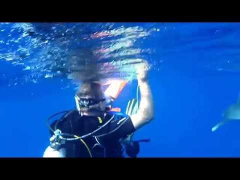 Shark Attack - Hai Angriff, Rocky Island,Ägypten