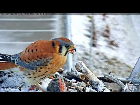 Breakfast At Hellgate! American Kestrel Stops At Osprey Nest For A Meal – Dec. 8, 2020