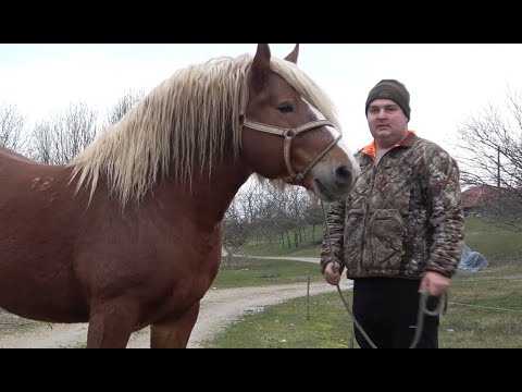 Caii lui Gabi de la Taut, Bihor - 2023 Nou!!!