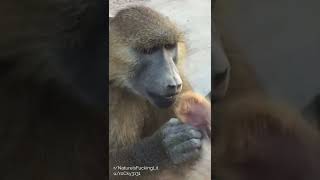 This baboon helping his friend to get rid of bugs