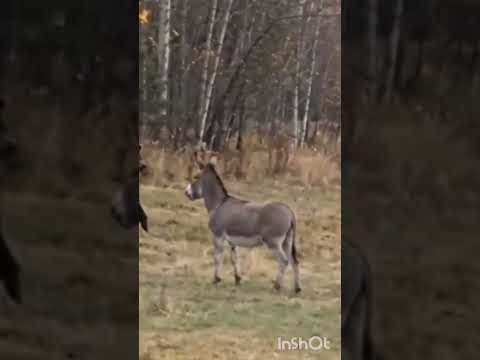 НУ..ТЪ ОСЕЛ !!