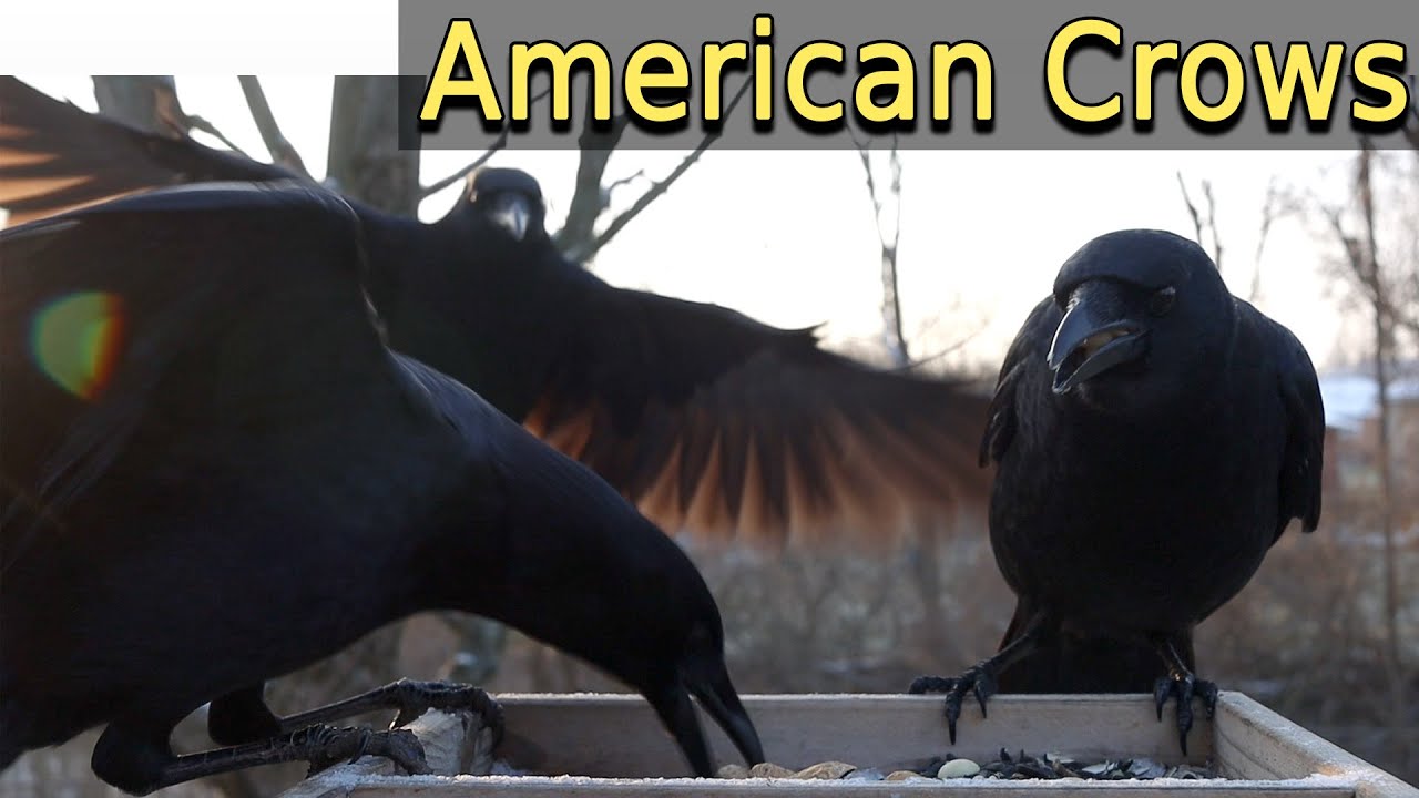 American Crows eating peanuts