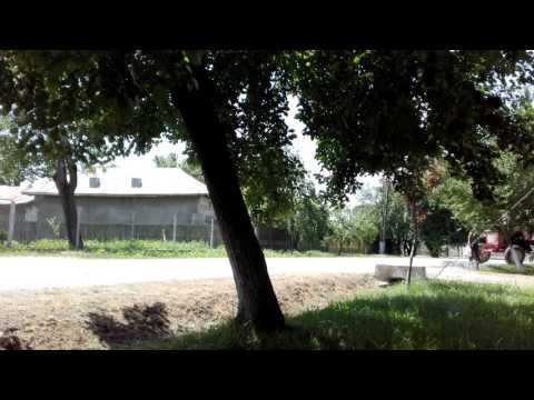 Celentano de Zavoiu/DB