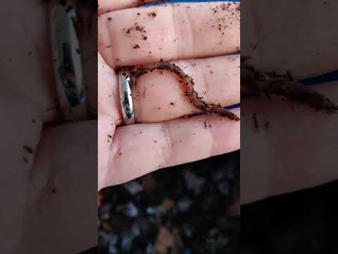 Fresh From Uncle Jim's Worm Farm