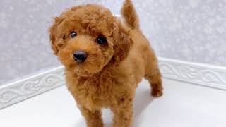 トイプードルの動画01