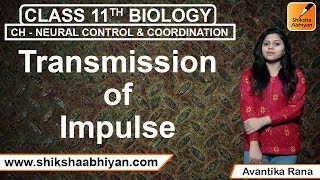 Transmission of Impulse | Neural Control and Coordination | CBSE Class 11 Biology