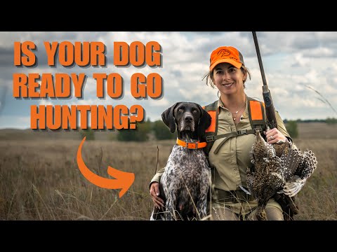 3 Things Your Dog Needs To Know Before Hunting Season