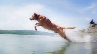 The Orvis Company Dreams: RecoveryZone Dog Beds from Orvis