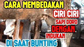 Download lagu CIRI CIRI SAPI BUNTING 5 BULAN DAN 7 BULAN mp3