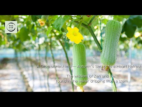 A Drop of Hechima ─ Autumn’s Secret to a Heart Refreshed｜和の季節便り｜辻脇崇