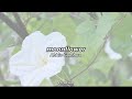 moonflower - Abbie Gamboa (lyric video)
