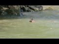 Danube Duck Swimming