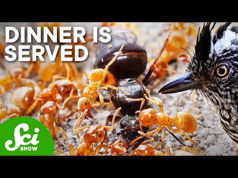 These Birds Die if Ants Don’t Make Them Dinner