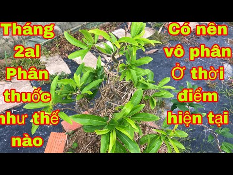 Chăm sóc mai vàng tháng 2âl.khi nào nên bón phân,phân thuốc liều lượng như thế nào | Uvmvct