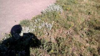 Rattle rattle thunder catter......