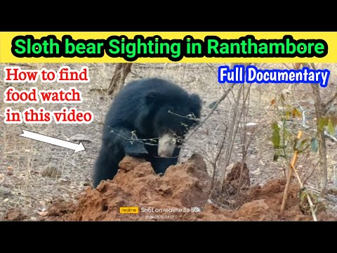 Sloth Bear Sighting in Ranthambore I How to find food a Sloth bear in Ranthambore Jungle I